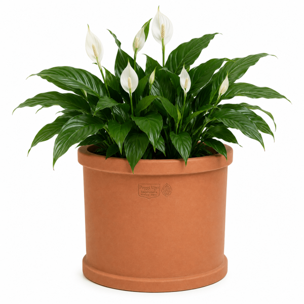 Cilindro liscio con bordi – Cylindrischer Pflanztopf aus Impruneta-Terracotta